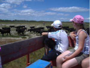camargue1